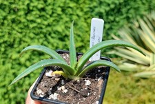 Agave victoriae reginae for sale Agave victoriae reginae for sale  DARLINGTON