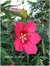 Hibiscus coccineus rustique d'occasion  Arzacq-Arraziguet