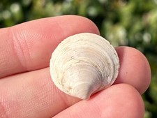 Florida fossil bivalve usato  Spedire a Italy