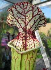 Sarracenia betsey trotwood for sale  GRAVESEND
