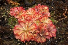 Carnivorous sundew plant d'occasion  Expédié en Belgium