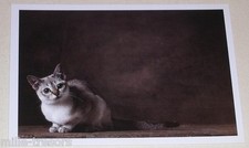 Carte postale yann d'occasion  Ham