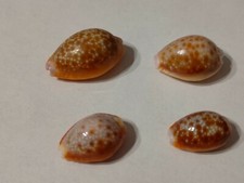 Conchiglia shell cypraea usato  Piombino