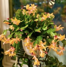 Christmas cactus plant for sale  Willoughby