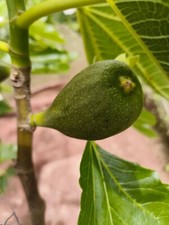 Fig tree cutting for sale  PAIGNTON