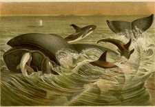 Estampa antiga-SEI WHALE-ORCA-KILLER WHALE-Brehm-1890 comprar usado  Enviando para Brazil