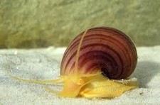 purple mystery snails for sale purple mystery snails for sale USA