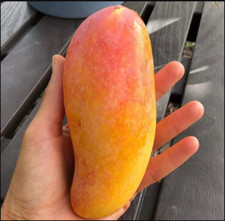 fruit tree for sale fruit tree for sale Morrisville