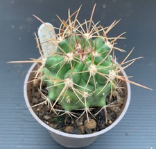 Ferocactus species cactus for sale  NORTHWICH