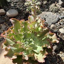 Echeveria giant ruffles for sale  Fresno