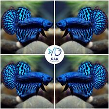 Male live betta for sale  Houston