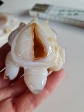 Achat schildkröte druse gebraucht kaufen  Fockbek