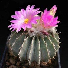 3.5 4cm succulent for sale  Shipping to United Kingdom