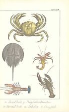 C1840 antique print for sale  ASHFORD