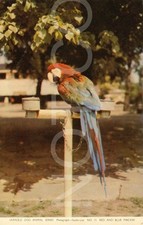 Rppc colour red for sale  UK