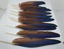 Scarlet macaw wing for sale  Leicester