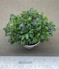 african pots 3 violet for sale  Southmont