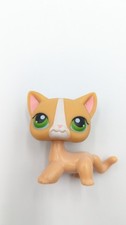 Short hair cat for sale  North Port