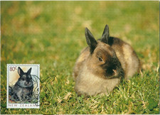 Usado, New Zealand 1999 Maxi Card   Netherland Dwarf  Rabbit comprar usado  Enviando para Brazil