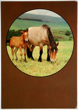 Pferd postkarte planet gebraucht kaufen  Langen