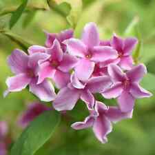 Jasminum stary stary for sale  KING'S LYNN