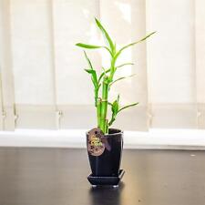 Pot lucky bamboo for sale  BIRMINGHAM