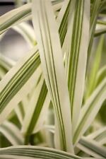 Arundo donax variegata gebraucht kaufen  Westerstede