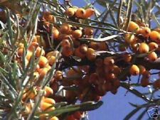 Vitaminbombe sanddorn silberne gebraucht kaufen  Kronburg