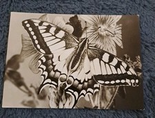 Tier postkarte 1974 gebraucht kaufen  Hamburg