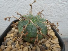 Euphorbia meloformis shown for sale  PLYMOUTH