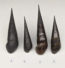 X1 Pc Faunus ater W/O W/P PACHYCHILIDAE Black Devil Snail Mangue Shell comprar usado  Enviando para Brazil
