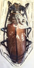 callipogon for sale  Everett