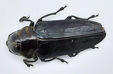 Buprestidae belionota gigantea gebraucht kaufen  Wadern