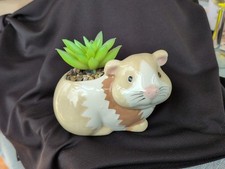 Sweet ceramic guinea for sale  IPSWICH