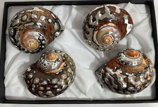 New hans turnwald for sale  Colorado Springs