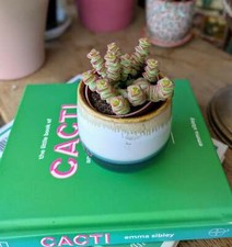 Crassula marneriana 5 for sale  GREAT YARMOUTH