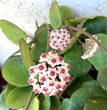 Succulent plant hoya d'occasion  Expédié en Belgium
