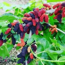 Illinois everbearing mulberry for sale  Hilton