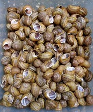 Weinbergschnecken stück baste gebraucht kaufen  Wuppertal