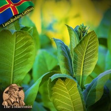 Grown golden virginia for sale  SLEAFORD