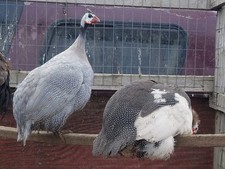 100 guinea hatching for sale  Ubly