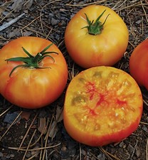Wherokowhai dwarf tomato for sale  Lawrenceburg