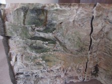 Aquarium background fish for sale  STOURPORT-ON-SEVERN