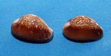 Duo cypraea caputserpentis d'occasion  Saintes
