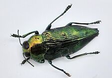 Buprestidae haplotrinchus inae gebraucht kaufen Buprestidae haplotrinchus inae gebraucht kaufen  Wadern