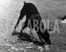 Vintage esemplare doberman usato  Roma