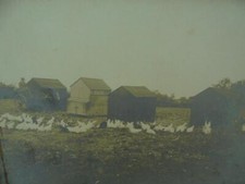 Photograph c1910s farm for sale  UK