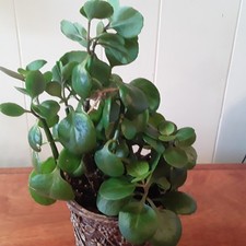 Kalanchoe potted plant for sale  Olney
