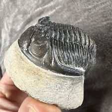 Hollardops trilobite fossil. for sale  AXMINSTER