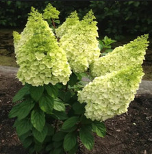 Hortensie magical kilimanjaro gebraucht kaufen  Templin